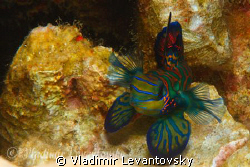 "I am bigger than you think!" Male mandarin fishes are ve... by Vladimir Levantovsky 